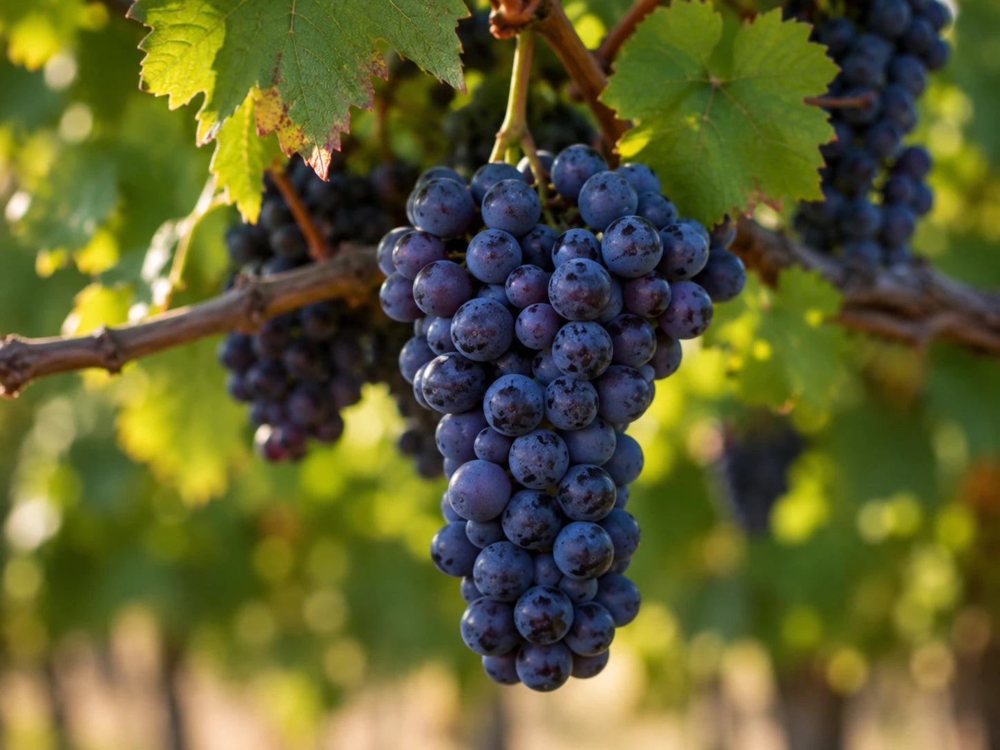 Weintrauben als natürliche Quelle für Trans-Resveratrol