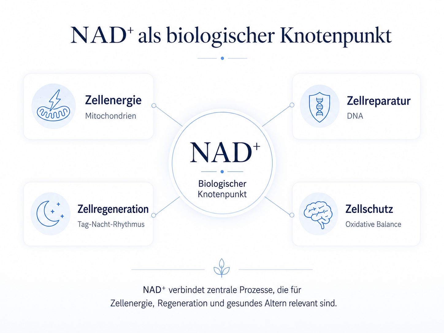 NAD⁺ als biologischer Knotenpunkt für Zellenergie, Zellreparatur, Zellregeneration und Zellschutz