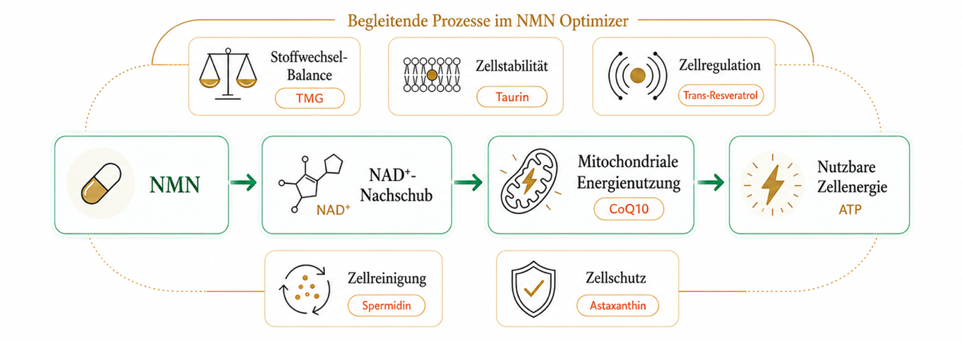 Der Zellenergie-Prozess im NiuCell-System mit NMN und sechs begleitenden Optimizer-Funktionen