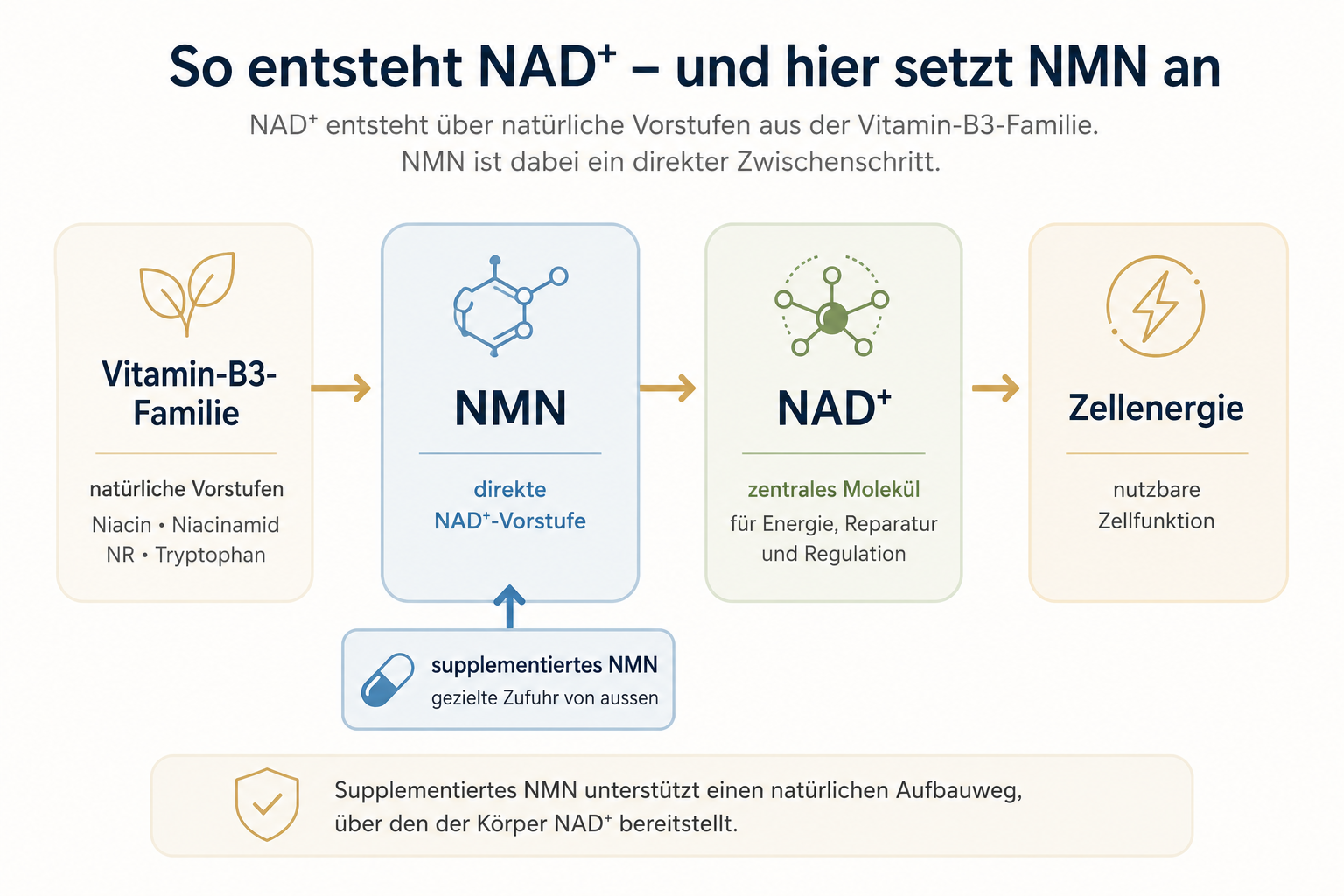 Natürlicher NAD⁺-Aufbauweg von der Vitamin-B3-Familie über NMN zu NAD⁺ und Zellenergie